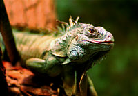 ... zum Vergr&ouml;ssern anklicken !